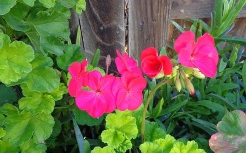 Hot Pink Geranium Cuttings 3x6" Pelargonium zonale Live Plant Fragrant Blooms for Gardens and Containers