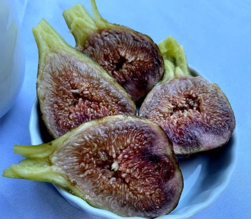 Fig Cuttings 4-Pack Cold Hardy Violetta Ficus carica Propagation Thick Rooting