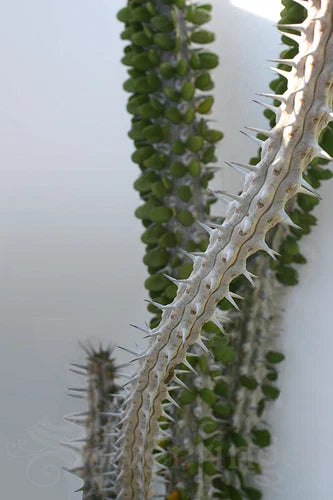 Live Plant - Alluaudia Procera - Madagascar Ocotillo - Deciduous Succulent for Drought Gardens