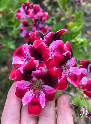 Pelargonium Fancy Regal Geranium Cutting 6" Pink Burgundy Stripe, Indoor or Outdoor Plant, Pelargonium x domesticum