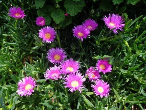 Ice Plant Cuttings 20pcs Purple Pink Succulent Ground Cover Delosperma for Rock Gardens & Containers