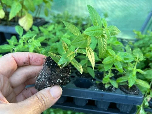 Lemon Verbena Starter Plant Plug - Aloysia citriodora - Fragrant Culinary Herb for Gardening & Aromatherapy