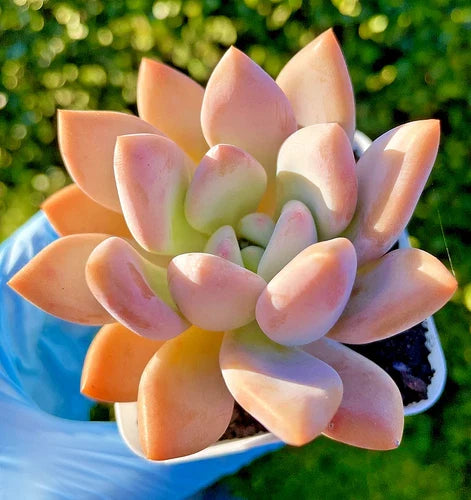 Rare Succulent Graptoveria Opalina 2.75-Inch Live Plant - Easy Care, California Native, Bare Root Succulent