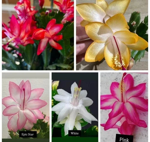 5 Cuttings Christmas Cactus Set - Red, Pink, White, Yellow, Epic Star - Schlumbergera spp. Indoor Propagation