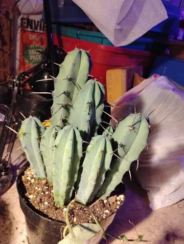 Myrtillocactus Geometrizans Adult Live Cactus - Unique Geometric Shape, Low Maintenance
