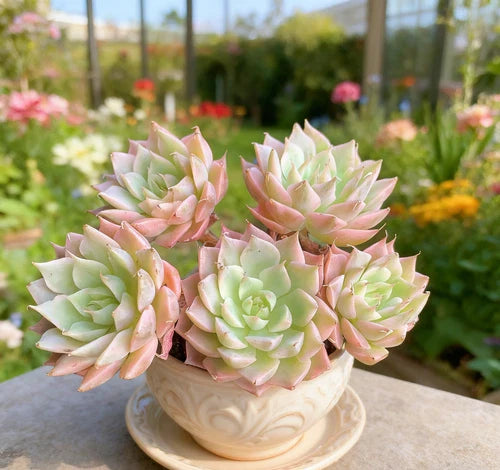 Echeveria 'Margaret' Succulent Plant - Small Bare Root Live Plant for Home Decor & Gifts - Echeveria elegans