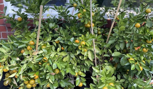 Rooted Calamansi Plant 2-3" Citrus microcarpa Everbearing Fruit Tree for Indoor & Outdoor Growth