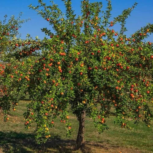Gala Apple Tree 2ft Tall Live Fruit Tree Semi-Sweet Crisp Apples Malus domestica Zones 4-9