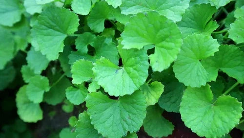 15 Bare Root Indian Pennywort Plants - Centella Asiatica Edible Herb for Garden, Drought-Resistant, USDA Zones 9-10