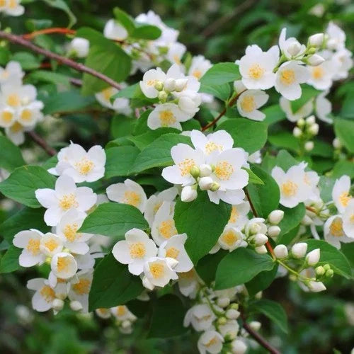 Mock Orange Shrubs 20" Live Plant Philadelphus lewisii Fragrant White Flowers Hardy Zones 3-8