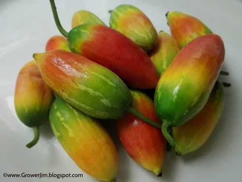 Tindora Plant Root - Ivy Gourd (Coccinia grandis) Edible Vegetable, Self-Fruitful, Chemical-Free for Gardens & Containers