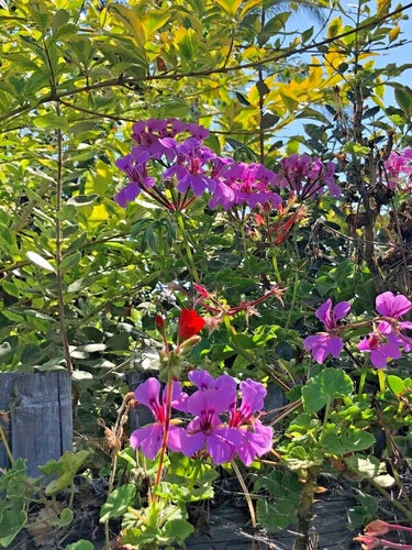 Purple Pelargonium Peltatum Trailing Ivy Geranium Live Plant 6" Cutting, Vibrant Purple Blooms, Easy Propagation, Patio & Garden