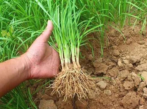 Fresh Garlic Chives Bare Roots Allium tuberosum - Edible Perennial Herb for Gardening, Culinary Use