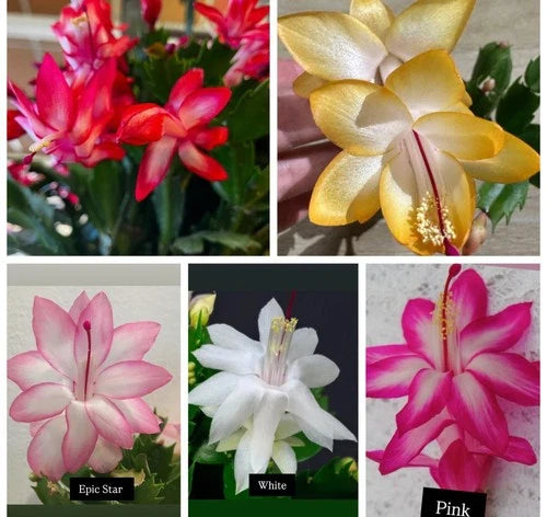 Christmas Cactus Cuttings Set – 5 Color Varieties, Schlumbergera spp., Indoor Propagation, No Roots