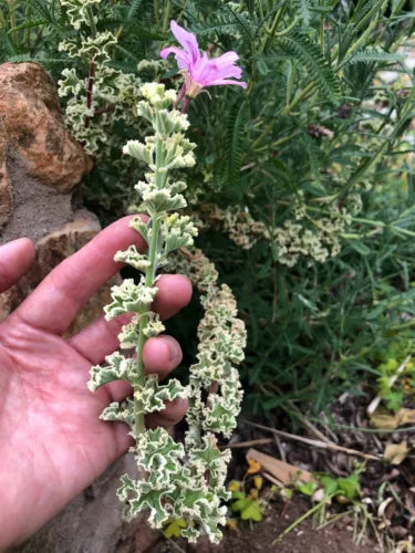 Rare Variegated Pelargonium Geranium Cuttings - Compact Ruffled Leaves, Pink Flowers, Live Starter Plant
