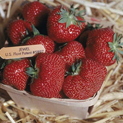Jewel Strawberry Plants - Lot of 25 Junebearing, Disease-Resistant, Self-Pollinating Fragaria × ananassa