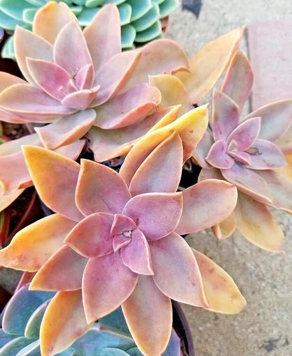 Rare 5-Inch Graptoveria 'Fred Ives' Succulent Live Plant - Hybrid Graptopetalum & Echeveria
