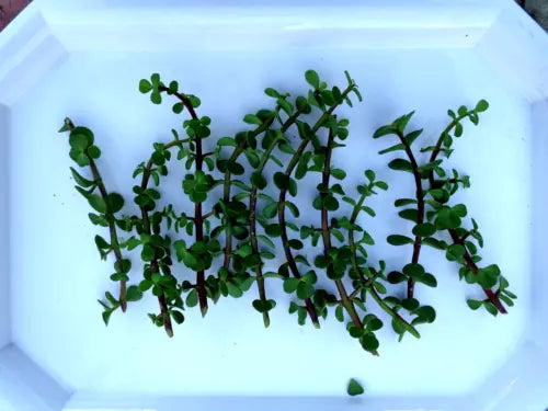 Elephant Jade Bonsai Cuttings 10 Pack, Green/Red Stem Portulacaria Afra, Compact Bushy Plant for Indoor & Outdoor Gardening