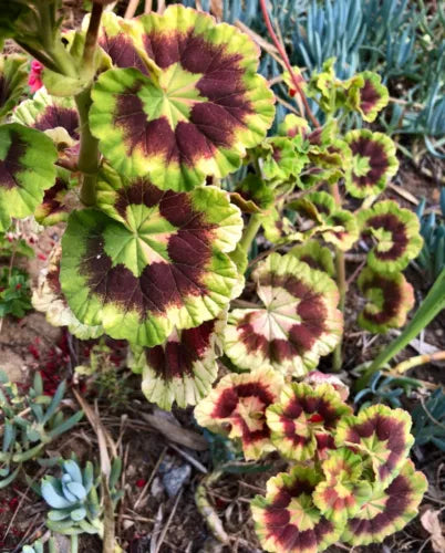 Rare Variegated Pelargonium Zonal Geranium 6" Starter Cutting Live Plant, Pelargonium hortorum, Indoor & Outdoor