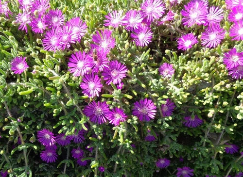 Creeping Ice Plant Cuttings 25 Pack - Delosperma cooperi Purple Pink Ground Cover Succulent RARE