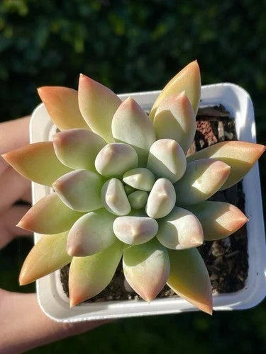 Rare Pachyphytum Moon Silver Succulent Live Plant - Powdery Pastel Foliage, Easy Care