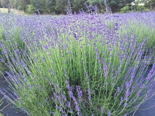 Lavender Live Plant, 1" Starter, Drought-Resistant Munstead Angustifolia, Aromatic Garden Essential