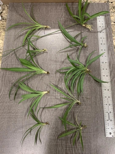 Spider Plant Cuttings - 10 Ready to Root Chlorophytum comosum Indoor Air Purifying Green Plants