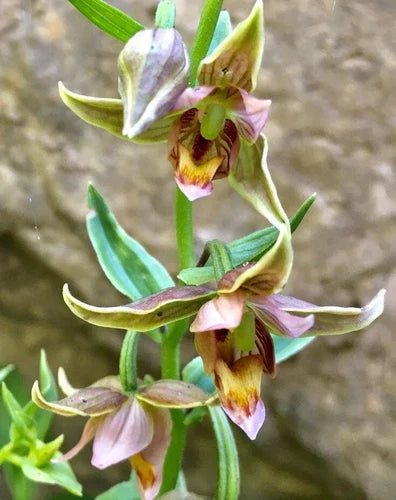 Bare-Root Orchid Plant, Aplectrum hyemale, Pleated Leaves, Native to Eastern US & Canada, Woodland Garden, Putty Root