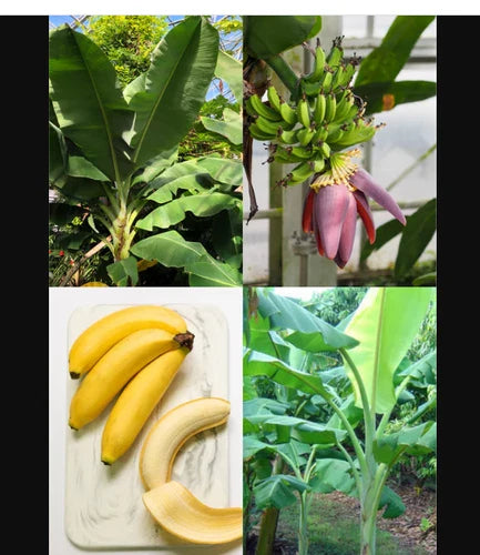 Dwarf Orinoco Banana Plant Starter – Musa acuminata ‘Dwarf Orinoco’ – Compact Rooted Banana Tree for Landscaping & Containers