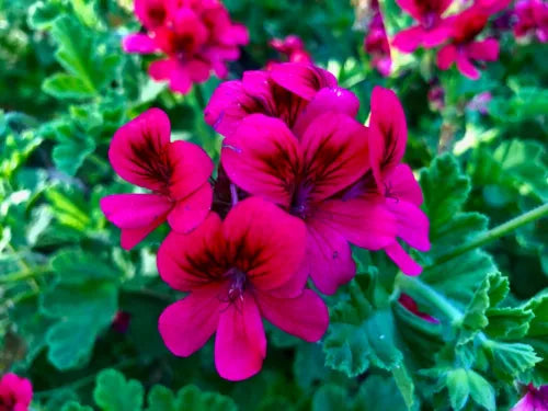 Rare Hot Magenta Pink Hardy Pelargonium Geranium Live Plant Cutting - Exotic Orchid-Like Blooms, Fragrant Leaves, Low Maintenance