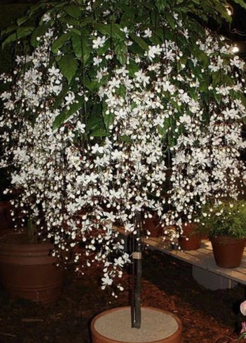 4-Inch Clerodendrum Wallichii Bridal Veil Plant, White Blooms, Hummingbird & Butterfly Attractant, Easy Care, Rare Garden Shrub