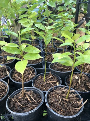 Well Rooted Muricata Soursop Guanabana Plant Tree 5-6 Inches | Tropical Fruit Tree Annona muricata
