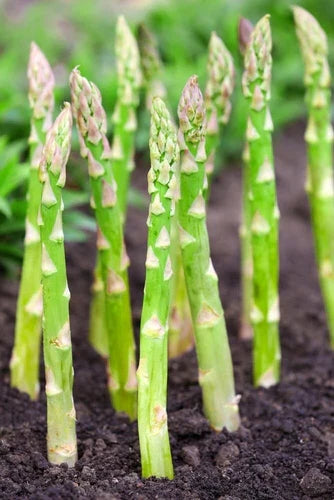 Asparagus Bare Root Crowns 2-Year Millennium Variety – Easy to Grow Vegetable Garden Plants (5 Pack)