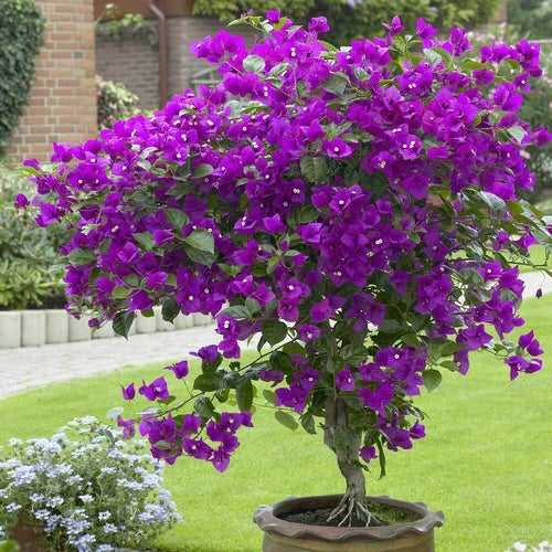 Well Rooted Violet Bougainvillea Starter Plant – Tropical Bougainvillea (Bougainvillea glabra) for Indoor & Outdoor Gardening