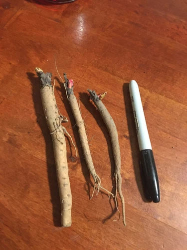 Victoria Rhubarb Plant Crown - 3-Year-Old Bare Root Edible Perennial Rheum rhabarbarum USDA Zones 3-8