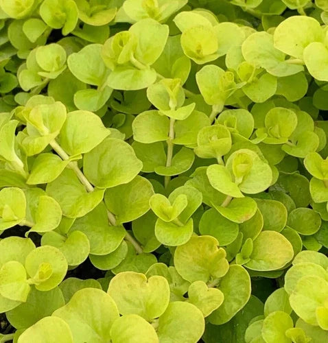 10 Bare Root Golden Creeping Jenny Plants | Hardy Ground Cover Lysimachia nummularia 'Aurea' Zones 3-9