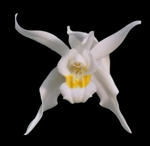 Coelogyne mossiae Orchid Plant 5” Pot Multi Growth Paph. Dr. Toot Bare Root