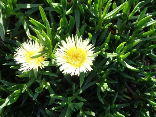 Ice Plant Cuttings 5x6" Delosperma Yellow & White Ground Cover Succulents, Drought-Tolerant, Evergreen, No Roots