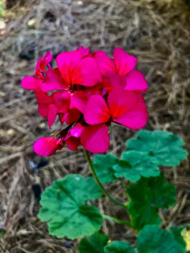 Pelargonium Peltatum Trailing Ivy Geranium Live Plant 6" Cutting Hot Pink Orange Centers, Full Sun, Easy Propagation
