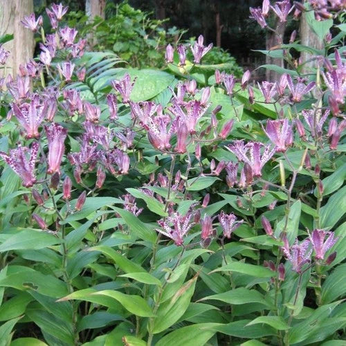 Japanese Toad Lily Starter Plant - Tricyrtis 'Sinonome' - Drought Tolerant, Hardy Zones 5-9, Part Shade, 6-10" Tall