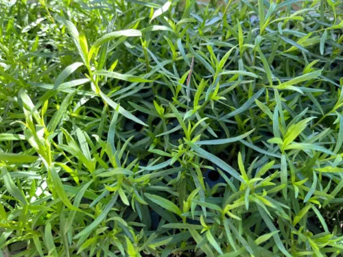 French Tarragon Live Plant - 1" Pot - Artemisia dracunculus Culinary Herb for Flavorful Dishes
