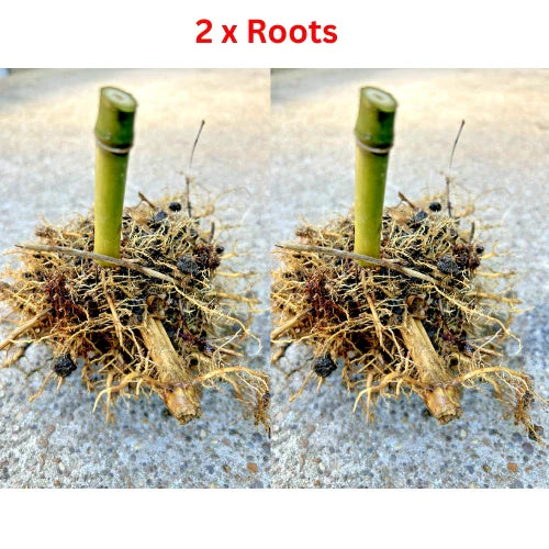 Live Seabreeze Bamboo Roots - Phyllostachys aurea - Privacy Screen, Landscaping, Screening Plants, 2 Pack