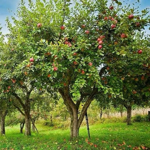 Honey Crisp Apple Tree 1-2ft Live Plant Sweet Tart Flavor Malus domestica for Midwest Gardens