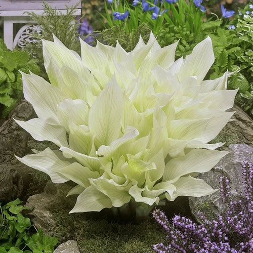 Hosta Bare-Root Plants 3 Pack White Feather, Shade Garden Foliage, Hosta plantaginea, Container Plant