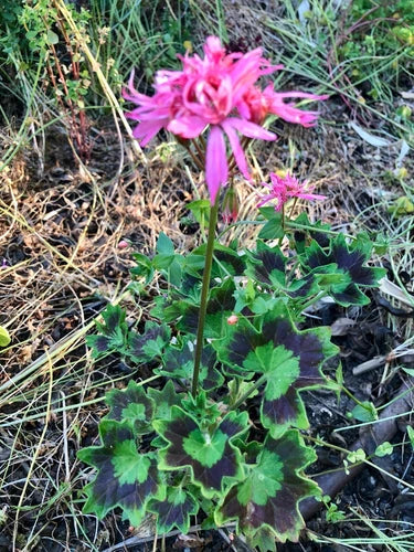 Pelargonium Geranium Live Plant Cutting – Rare Spiky Pink Bloom Cluster, Salmon Pink, Hardy, Easy Care, 6-inch