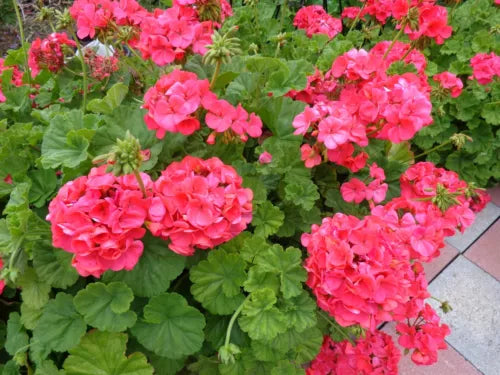 Geranium Cuttings 5x6" Hardy Fragrant Red Orange Pelargonium hortorum for Garden, Container, Border Planting