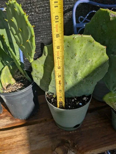 Live Rooted Opuntia Gomei 'Old Mexico' Prickly Pear Cactus – Light Green Wavy Pads, Drought-Tolerant Succulent