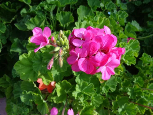 Geranium Cuttings 30 Pack, Fragrant Pink Flowers, Pelargonium graveolens, Hardy, Easy Care, Drought Tolerant