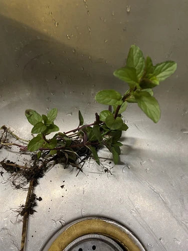 Chocolate Mint Plant Roots – Mentha × piperita 'Chocolate' – 4 Established Roots for Herb Gardens & Containers