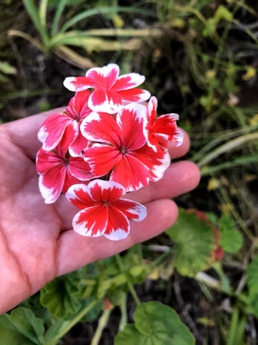 Rare Red & White Pelargonium Zonal Geranium 6" Live Starter Cutting, Pelargonium x hortorum, Hardy Garden Plant